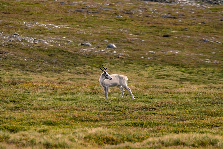 Landscape connected to regional Sami advocacy work